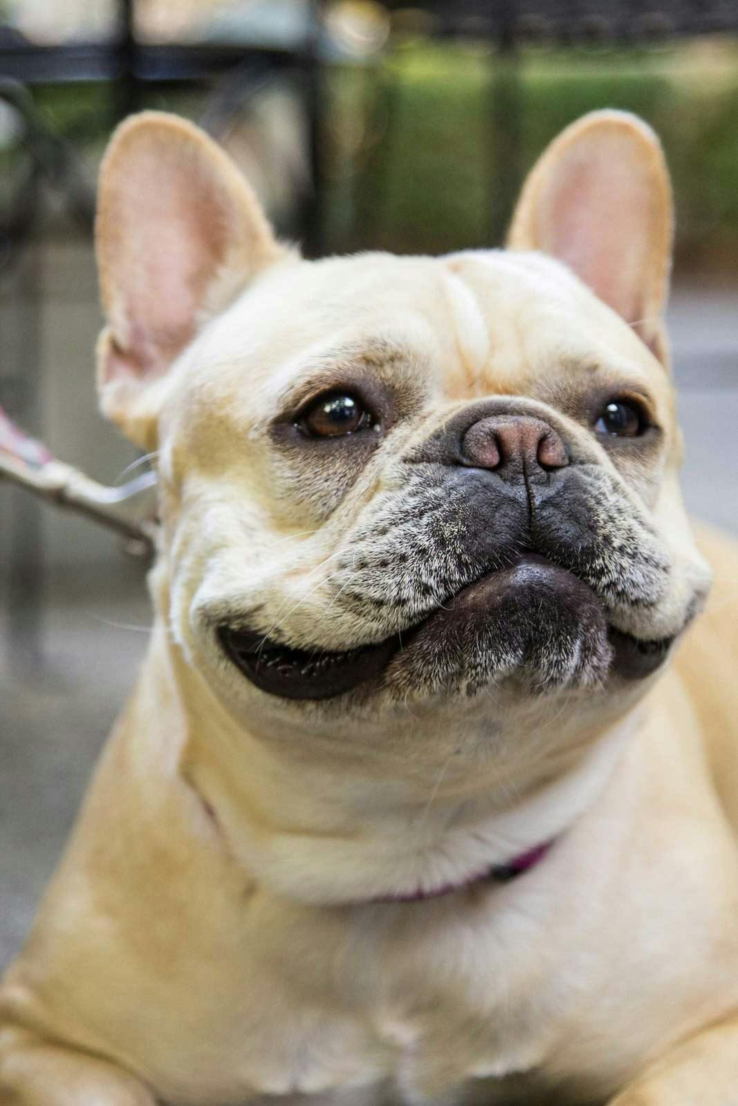 Hotel Cottage Grove Inn photo 1