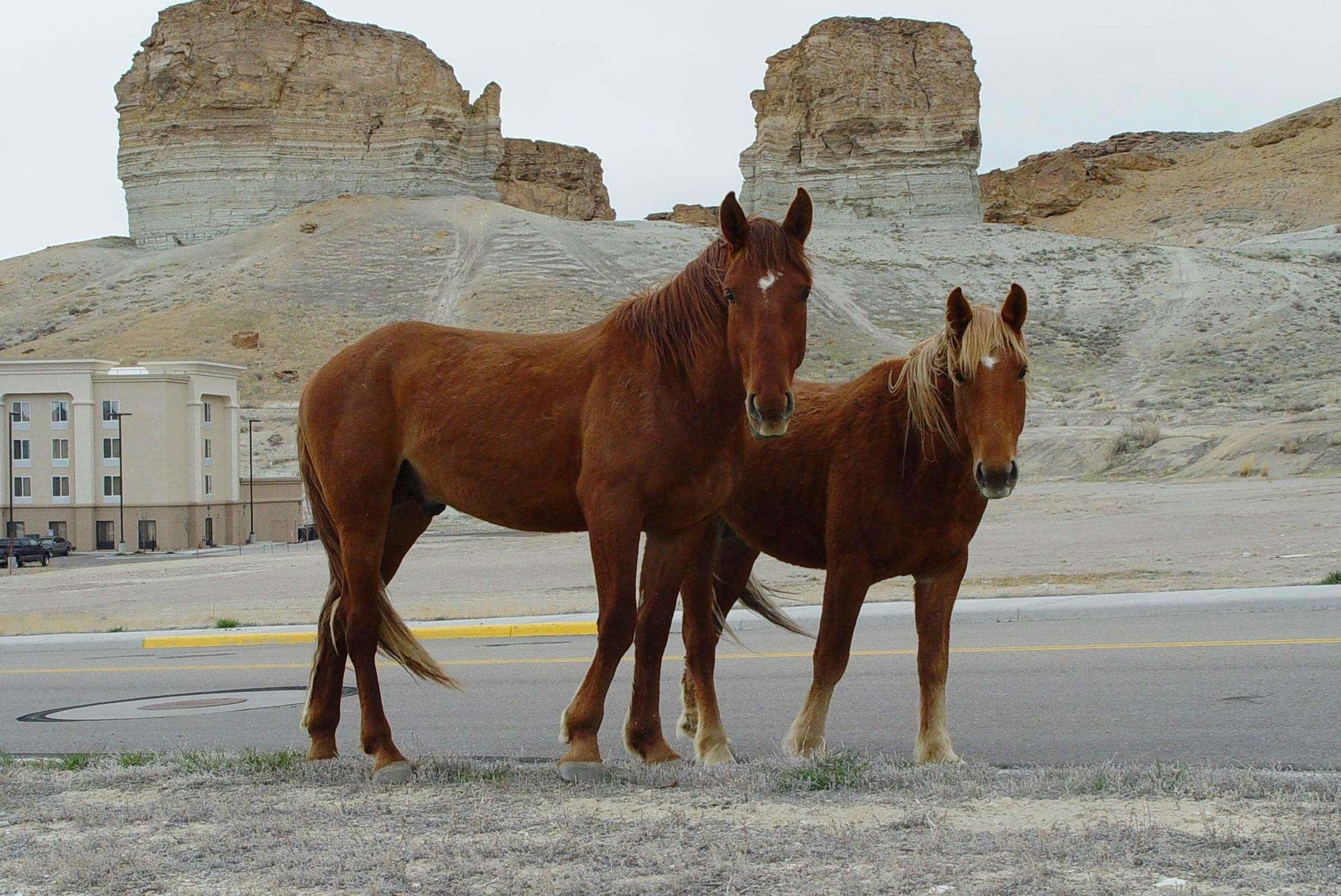 Hotel Hampton Inn & Suites Green River photo 1