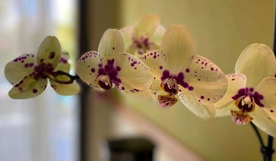 Hotel Now Onyx Punta Cana All Inclusive photo 2