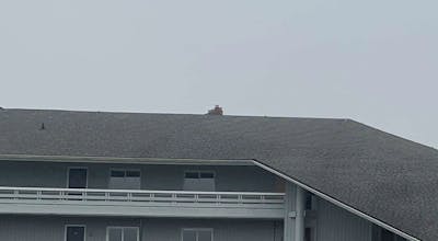 The Grey Gull