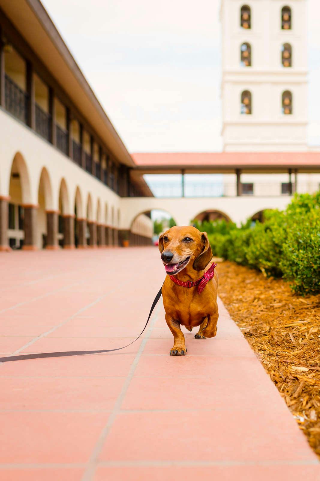 Hotel Hotel Mission de Oro photo 3