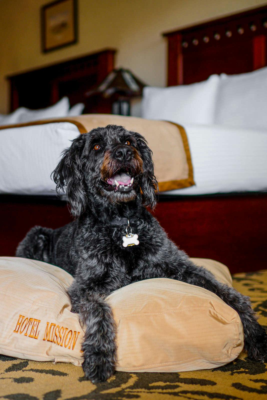 Hotel Hotel Mission de Oro photo 4