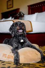 Hotel Hotel Mission de Oro photo 2