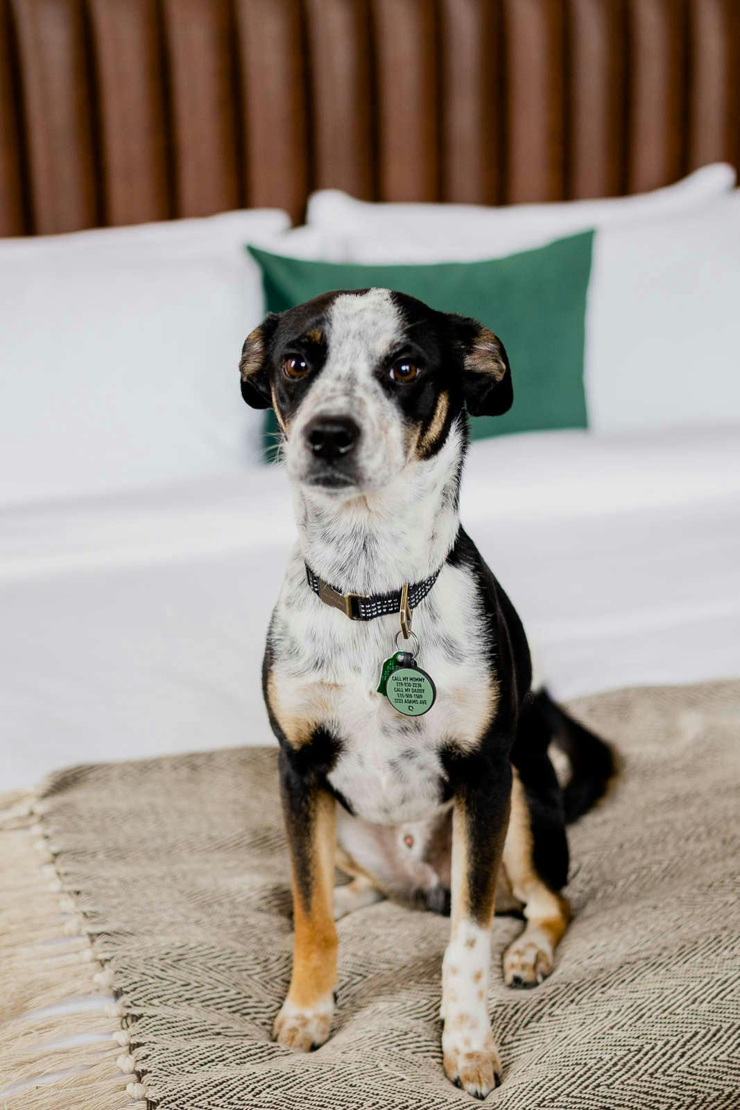 Hotel Surety Hotel photo 3