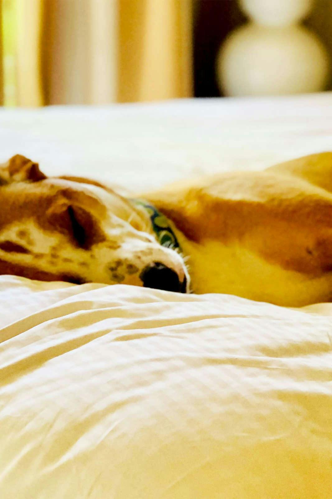 Hotel Sonesta Simply Suites Arlington photo 4