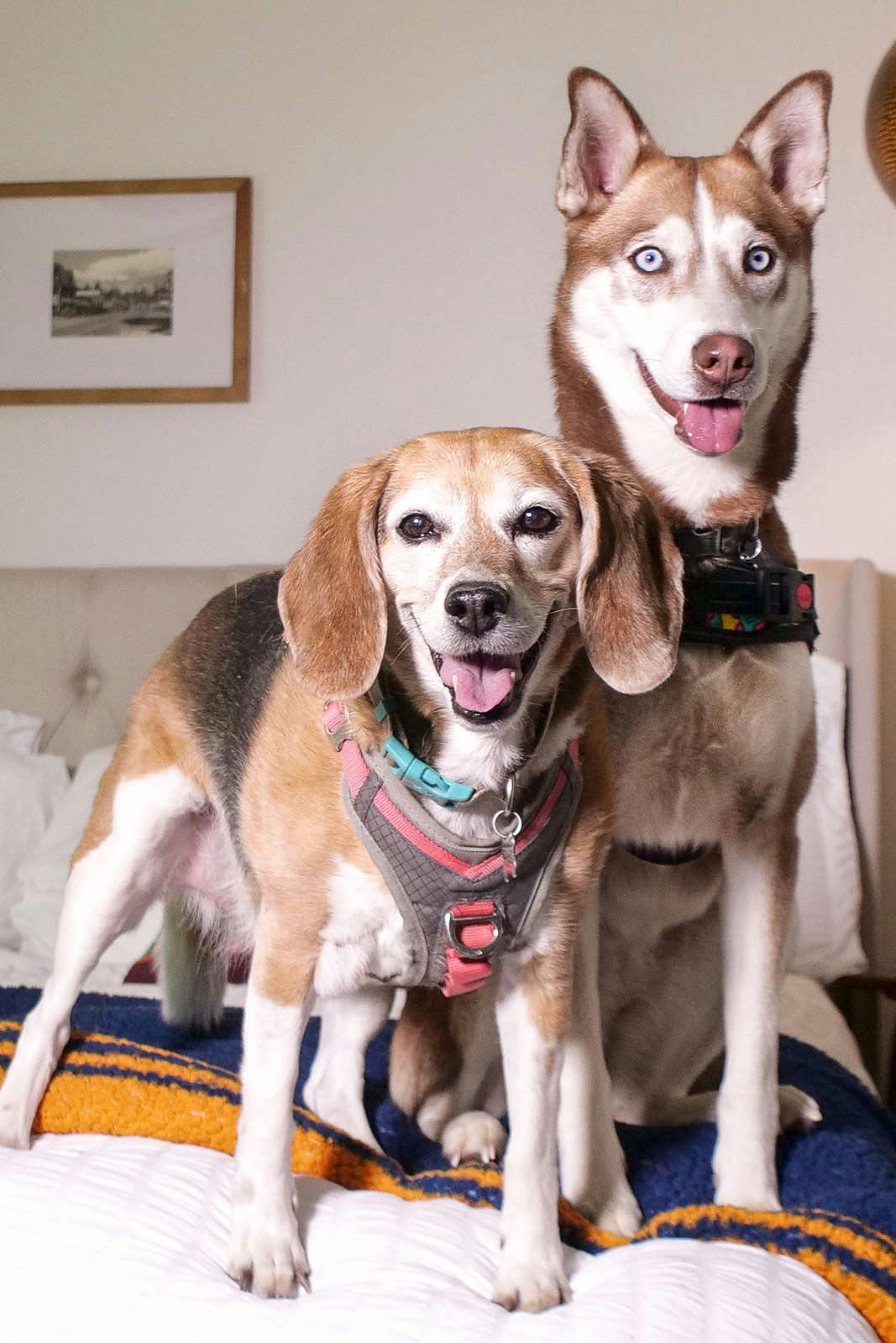 Hotel Sierra Blue Suites photo 5