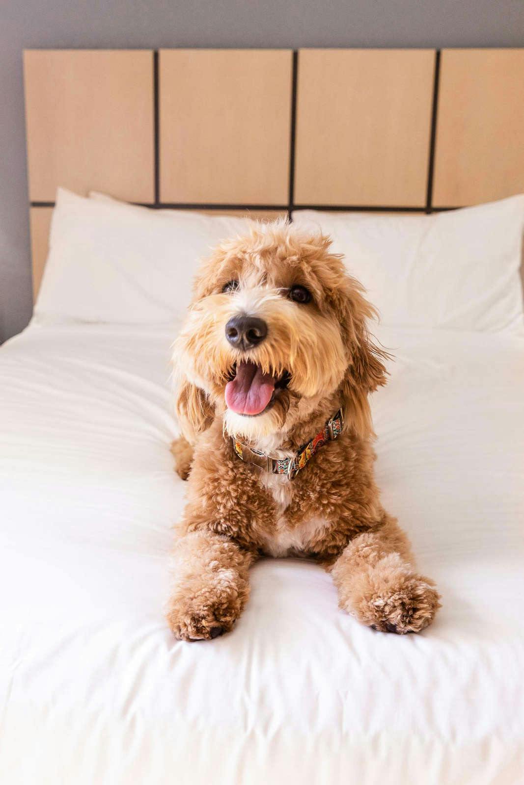 Hotel Sonesta Simply Suites Salt Lake City Airport photo 5