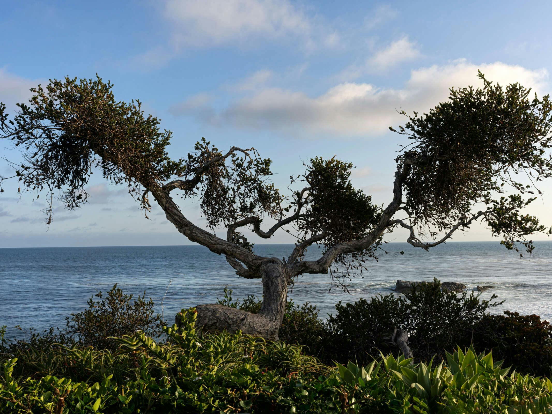 Hotel Casa Loma Beach Hotel (formerly The Inn at Laguna Beach) photo 5