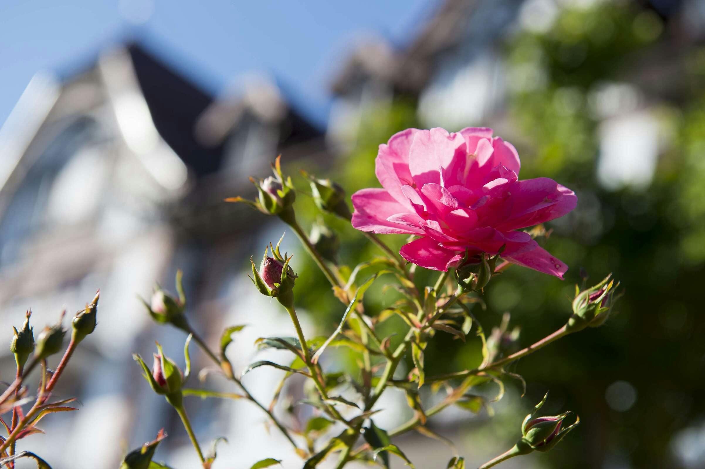 Hotel Das Palmenwald Schwarzwaldhof, Bw Signature Collection photo 5