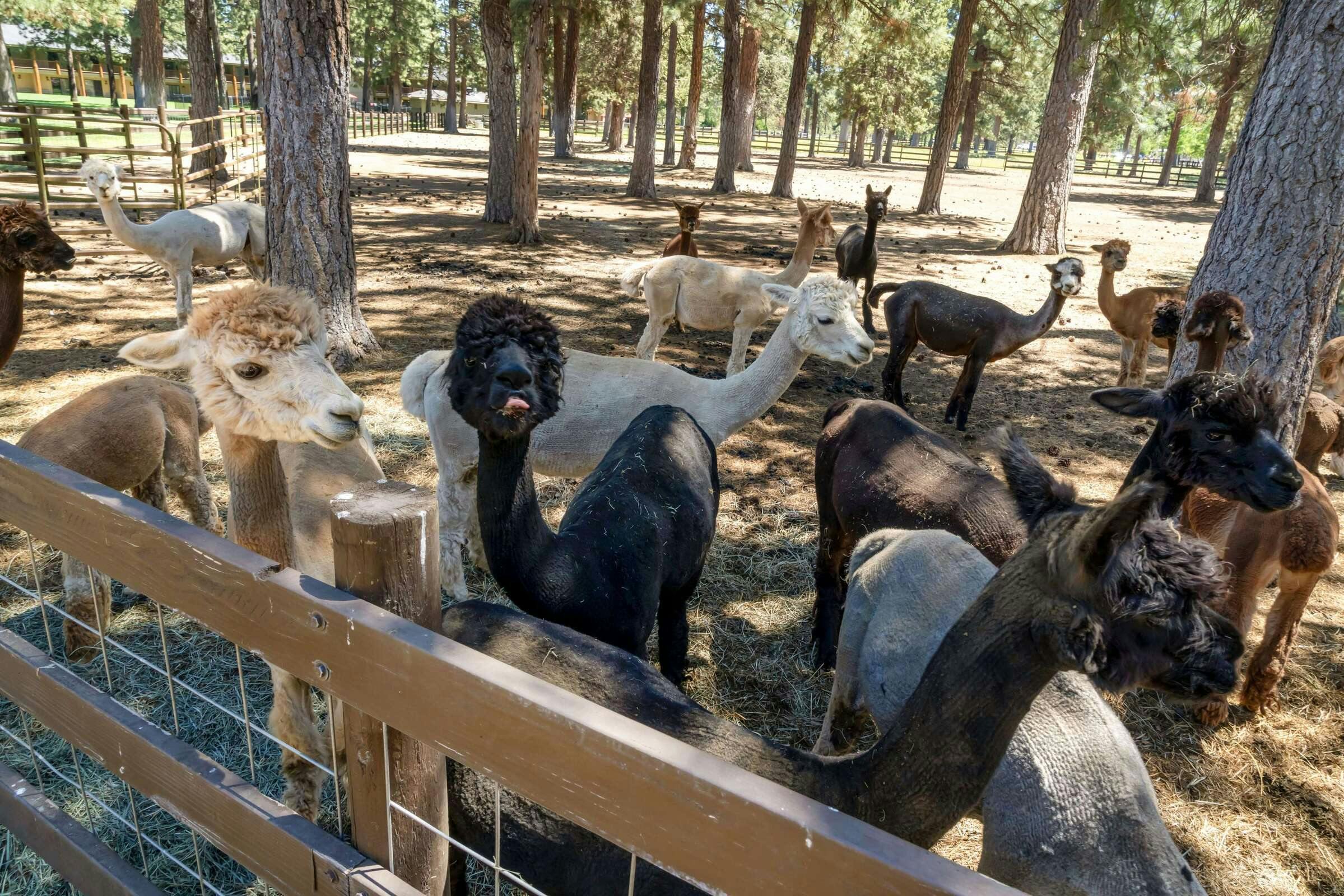 Hotel Best Western Ponderosa Lodge photo 1