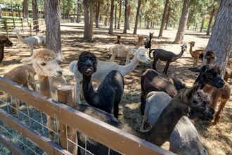 Hotel Best Western Ponderosa Lodge photo 1