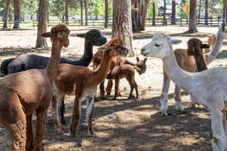 Hotel Best Western Ponderosa Lodge photo 2