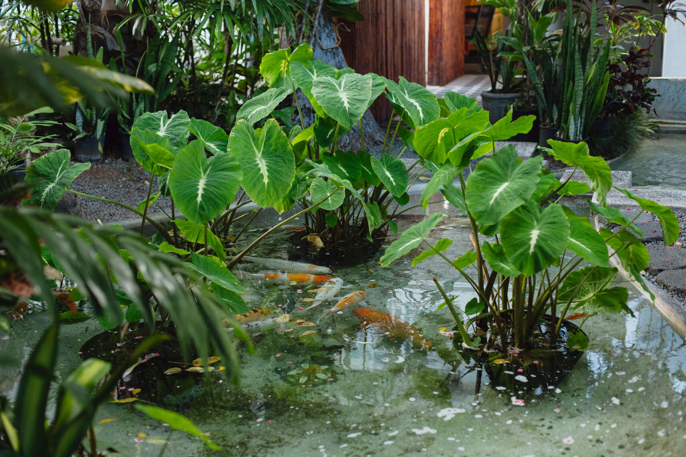 Hotel Oasis Hotel Waikiki photo 5