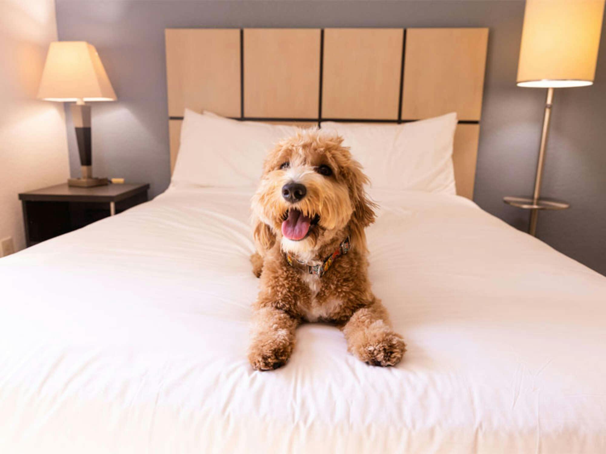 Hotel Sonesta Simply Suites Chicago O'Hare Airport photo 4