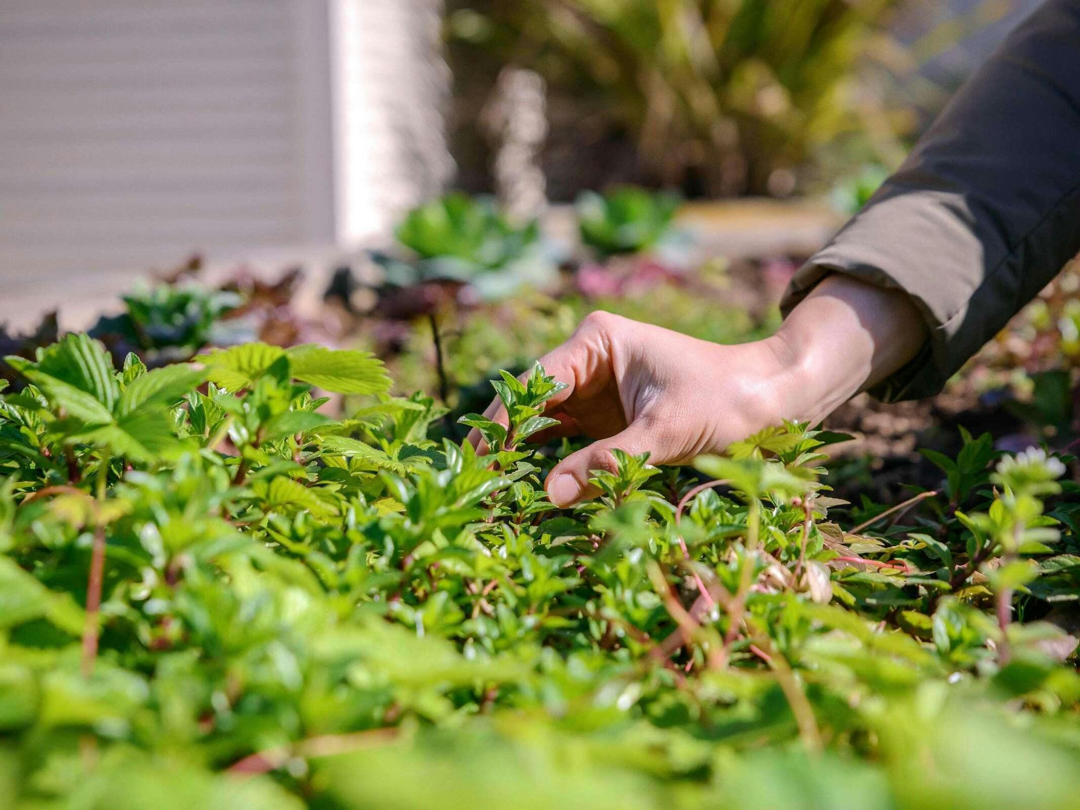 Hotel Novotel Porto Gaia photo 2