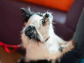 Hotel Ibis Budapest City photo 4