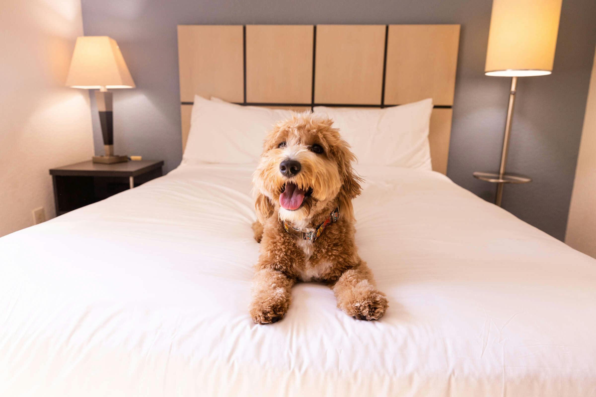 Hotel Sonesta Simply Suites Irvine Spectrum photo 2