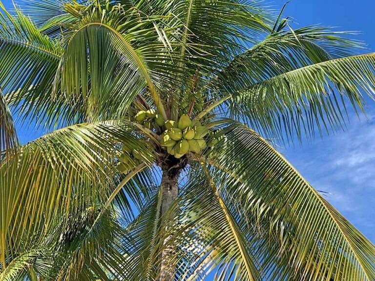 Hotel The Pelican Key Largo Cottages photo 4