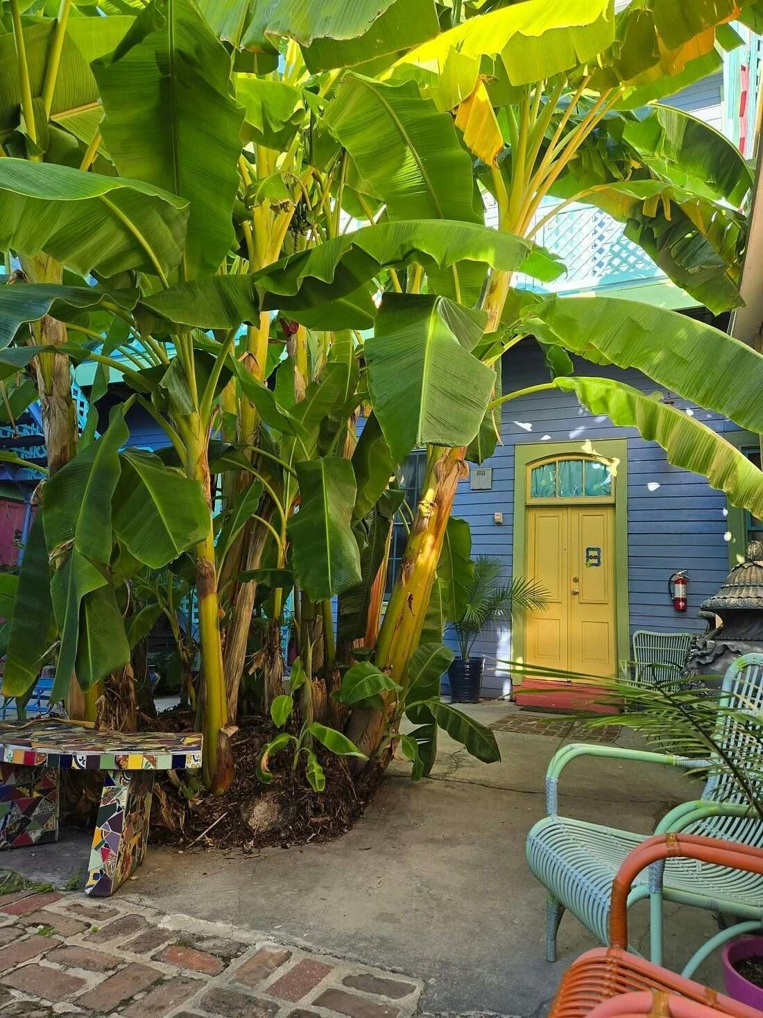 Hotel Creole Gardens Guesthouse & Inn photo 1
