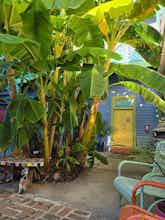 Hotel Creole Gardens Guesthouse & Inn photo 1