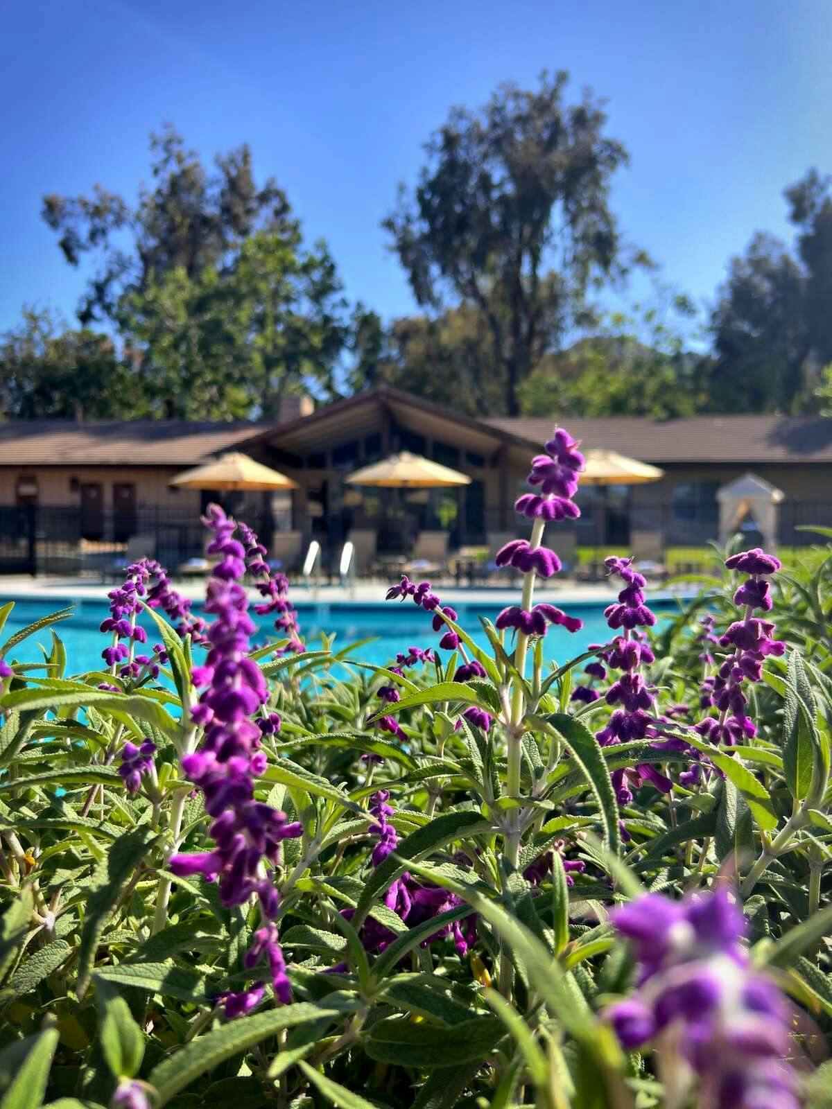 Hotel Temecula Creek Inn photo 5