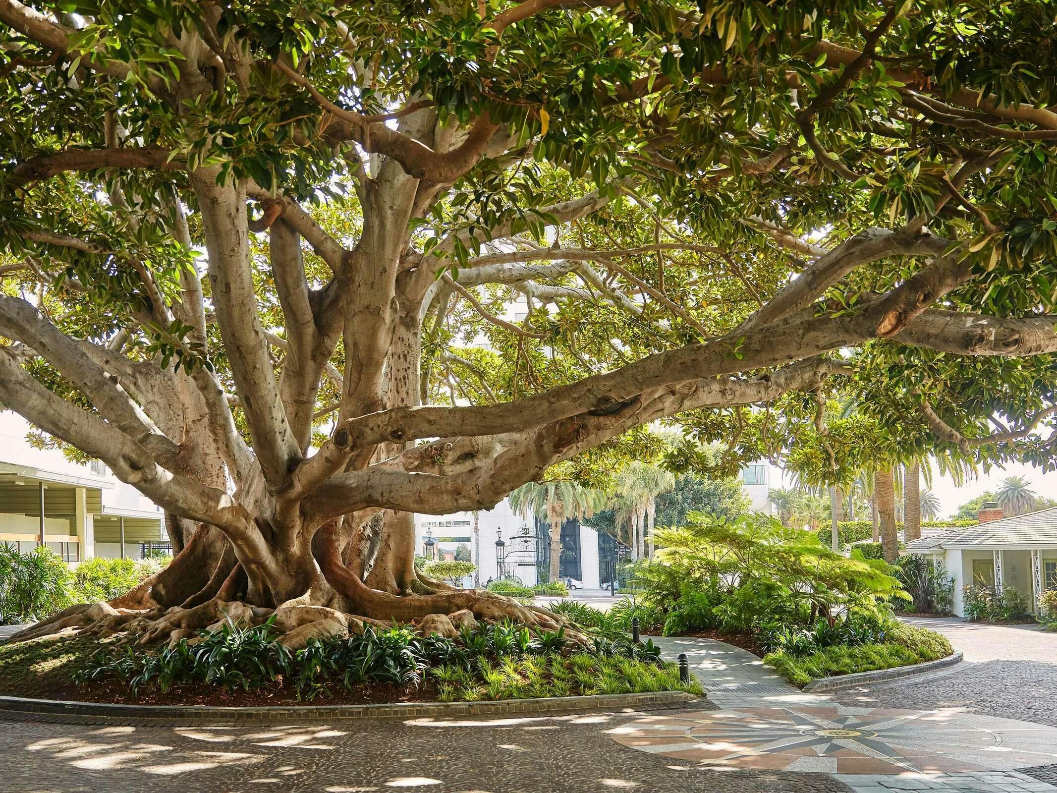 Hotel Fairmont Miramar Hotel & Bungalows photo 1