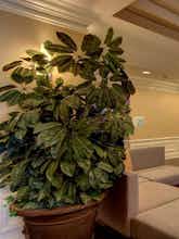 Hotel Holiday Inn Express Hotel & Suites Alpharetta photo 1