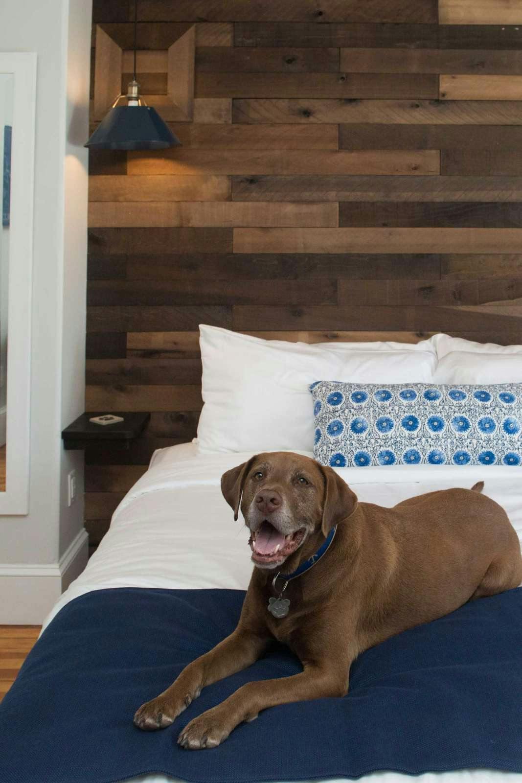 Hotel Paws on Pelham photo 4