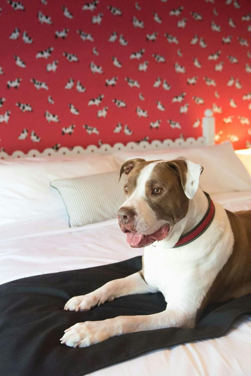 Hotel Paws on Pelham photo 3